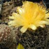 copiapoa_humilis